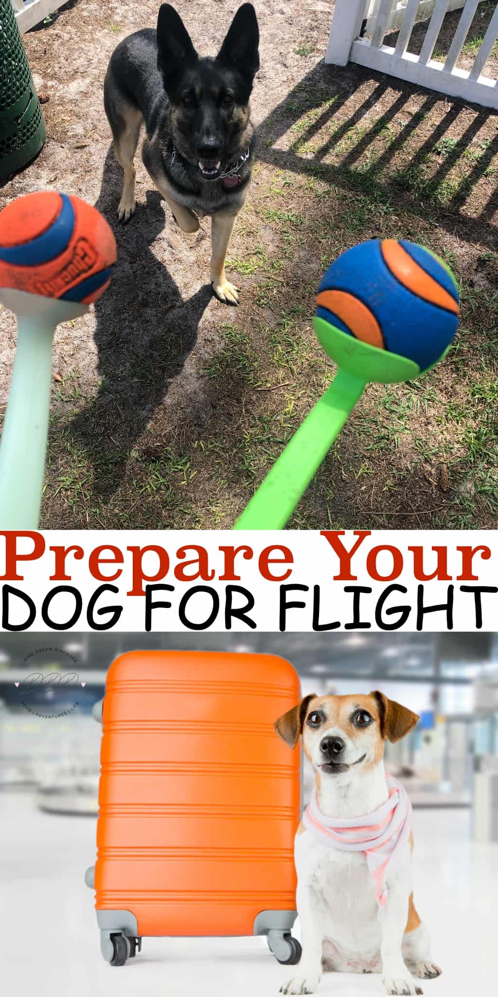 Dogs of all shapes and sizes can fly with different airlines to pet-friendly destinations all around the world. Learn how to prepare your dog for flight.