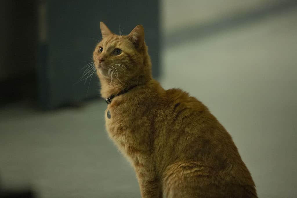 Who's the most powerful hero in the universe? Carol Danvers! Goose the cat who steals the scene more than once. CAPTAIN MARVEL movie is a must see. 