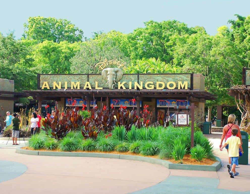 ANIMAL KINGDOM