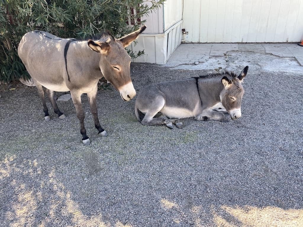 oatman arizona mules