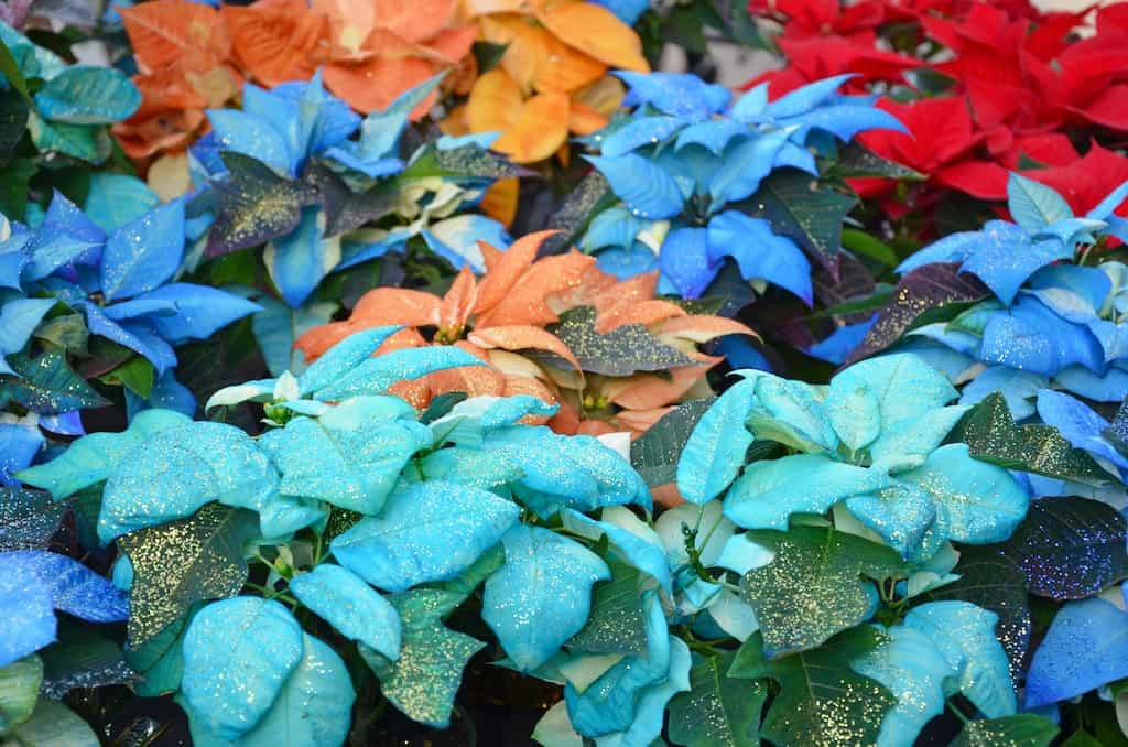 colored poinsettias