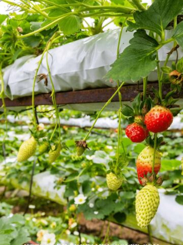 how to plant tomatoes in a bucket upside down