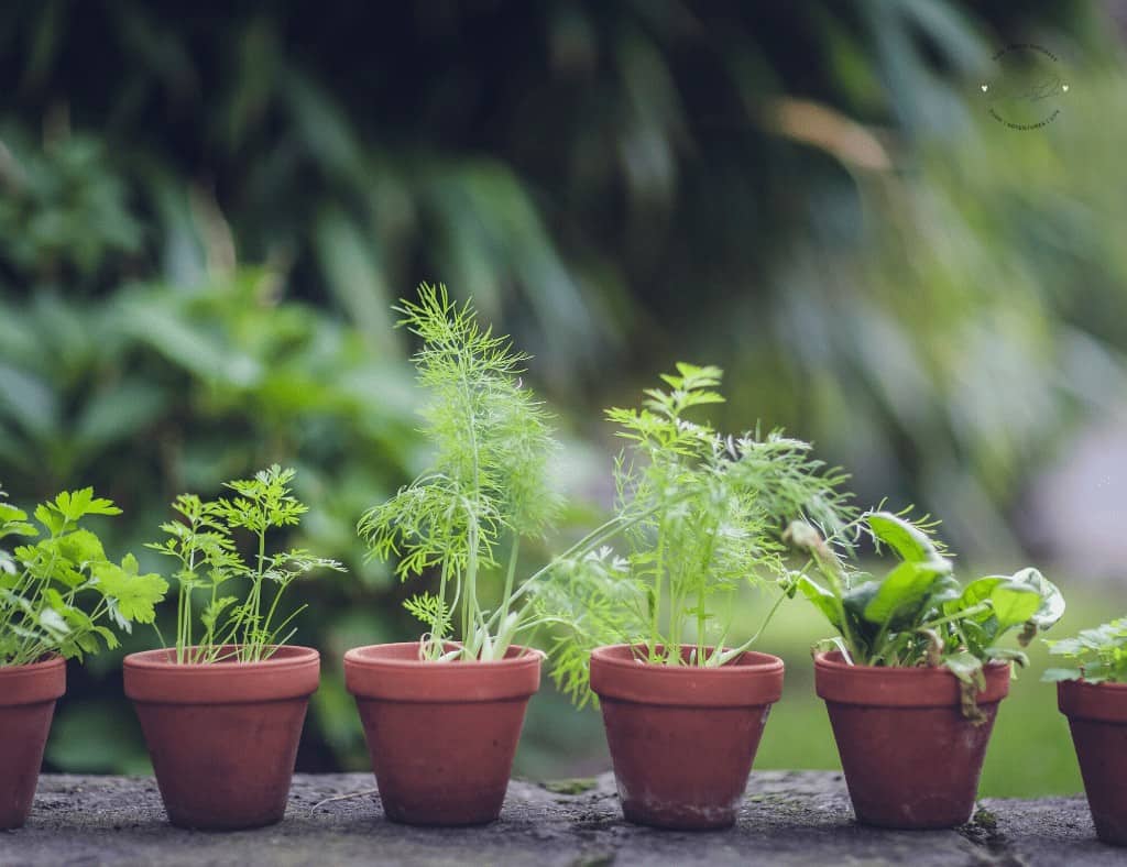 planting seeds