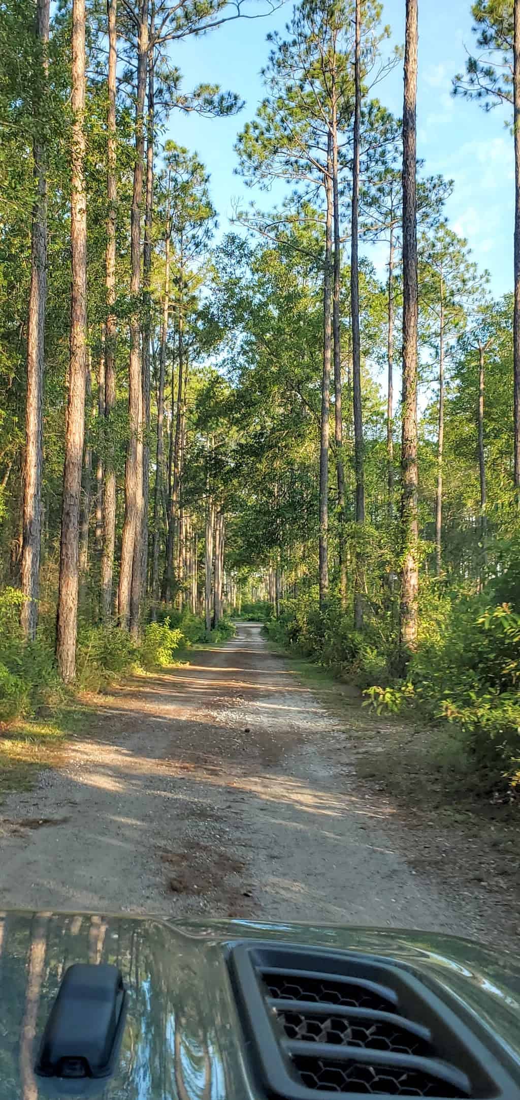 pine log state park