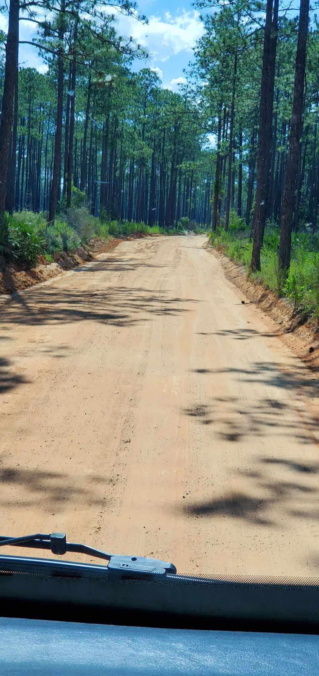 dirt road in pine log state forest