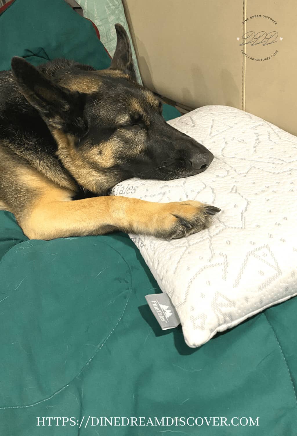 dog sleeping on pillow