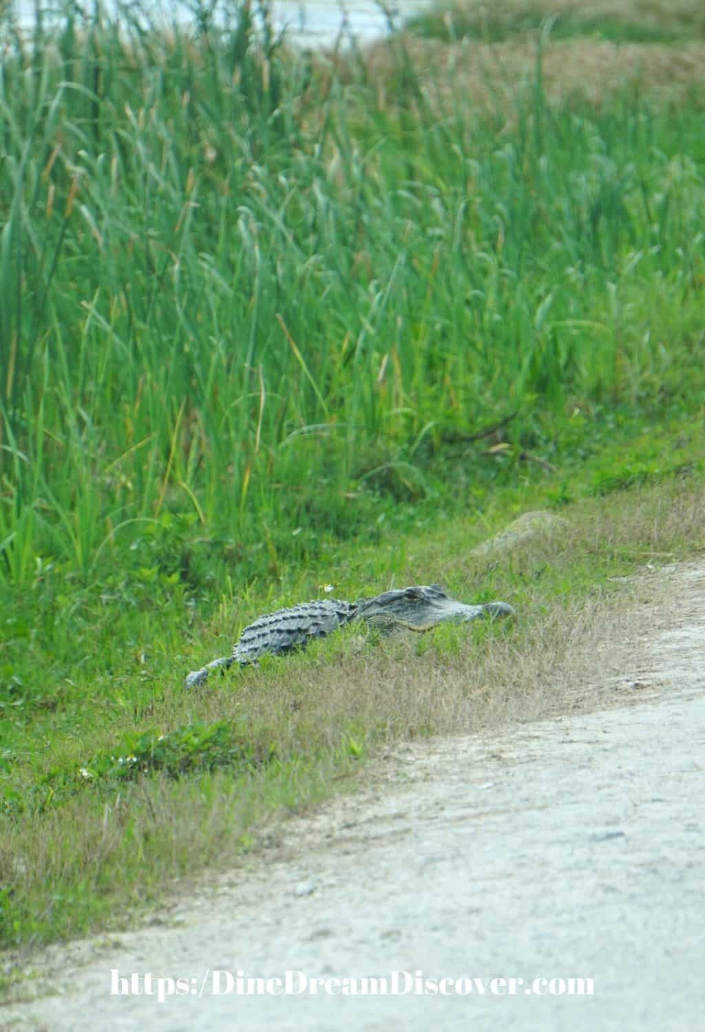 alligator next to road