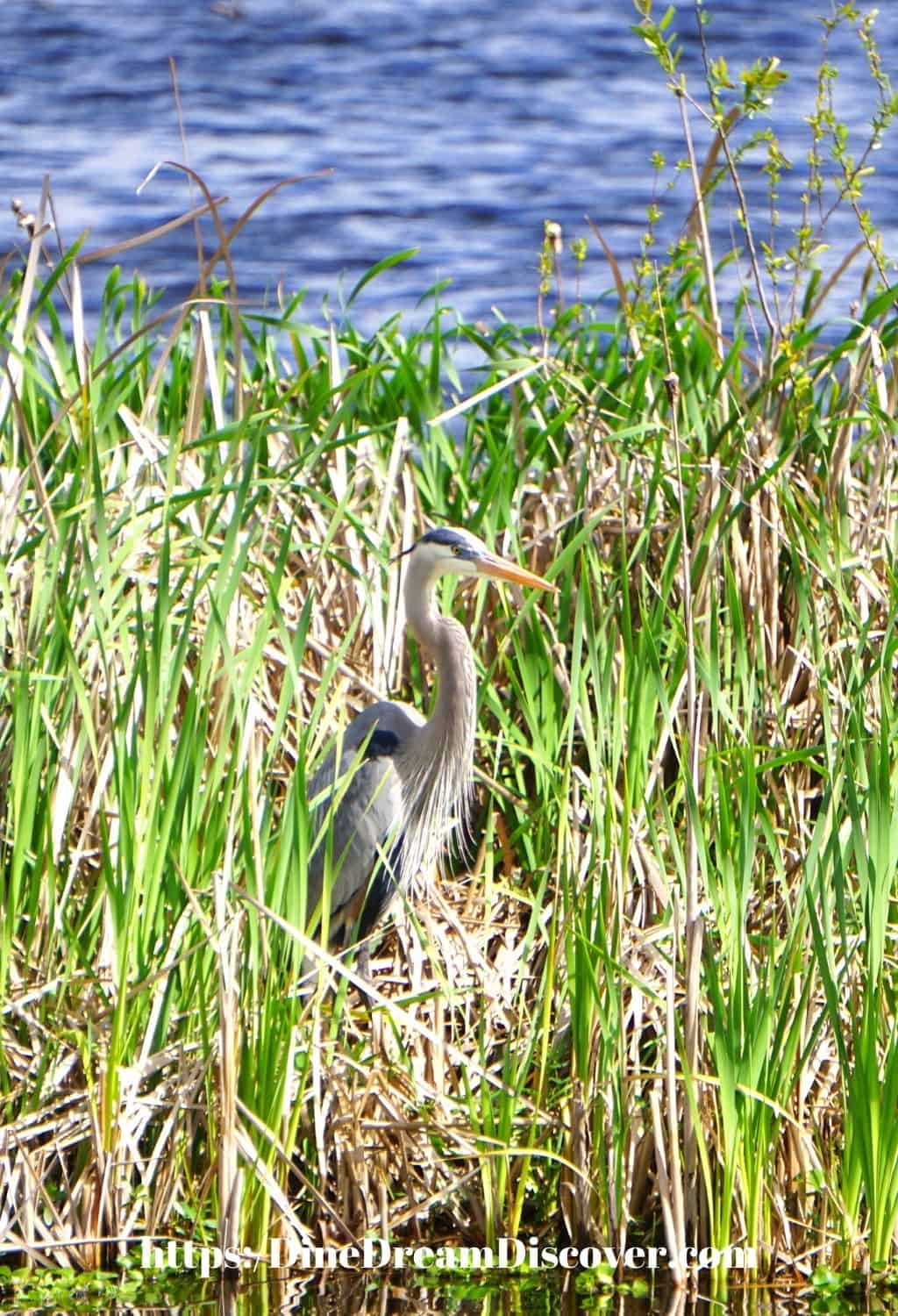 Lake Apopka Wildlife Drive