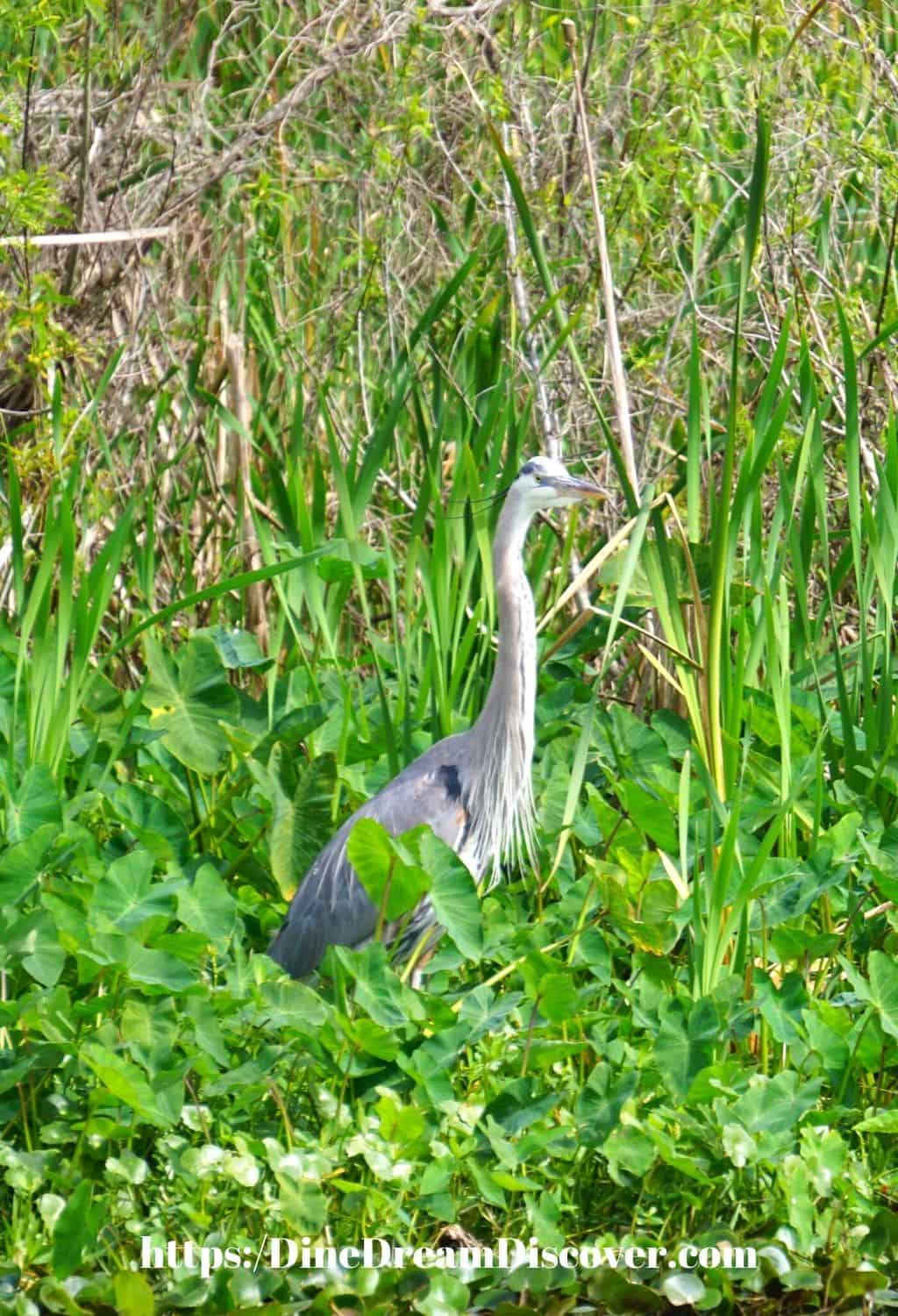 sand crane