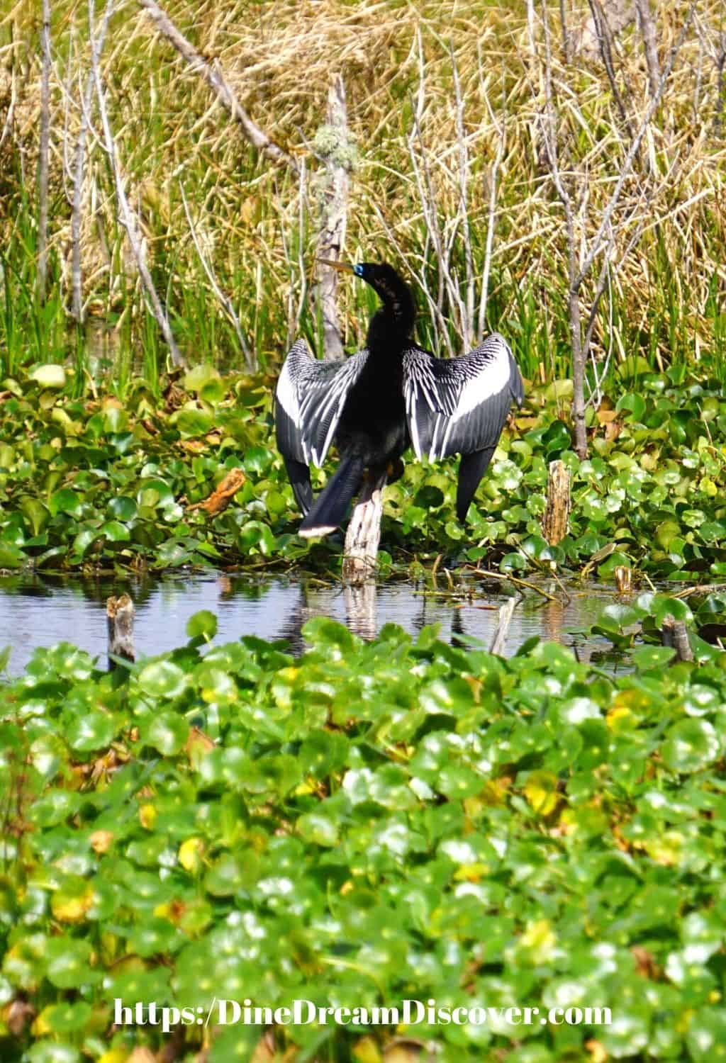 drying his wings