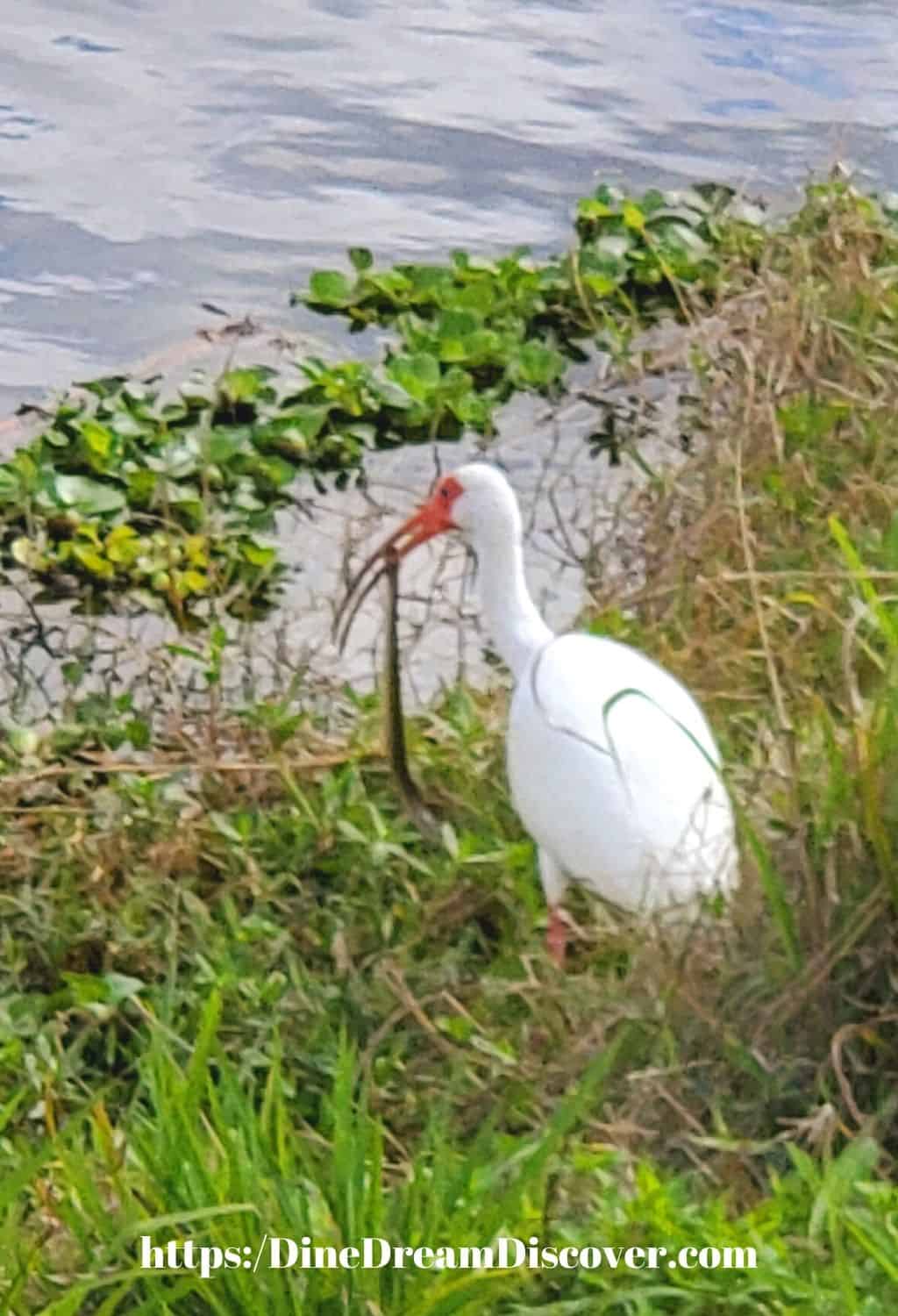 bird with snake in his mouth