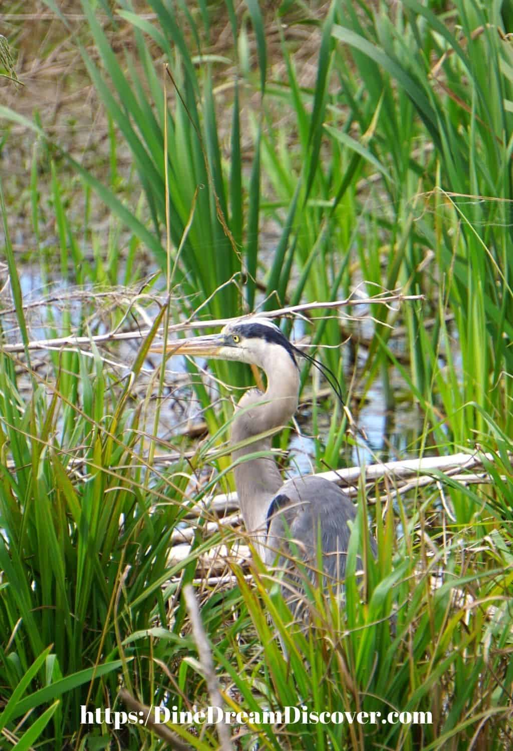 osprey