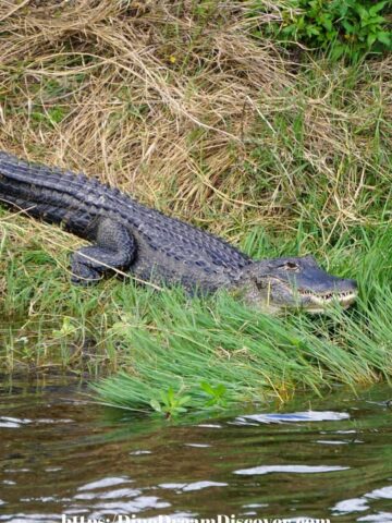 Lake Apopka Wildlife Drive