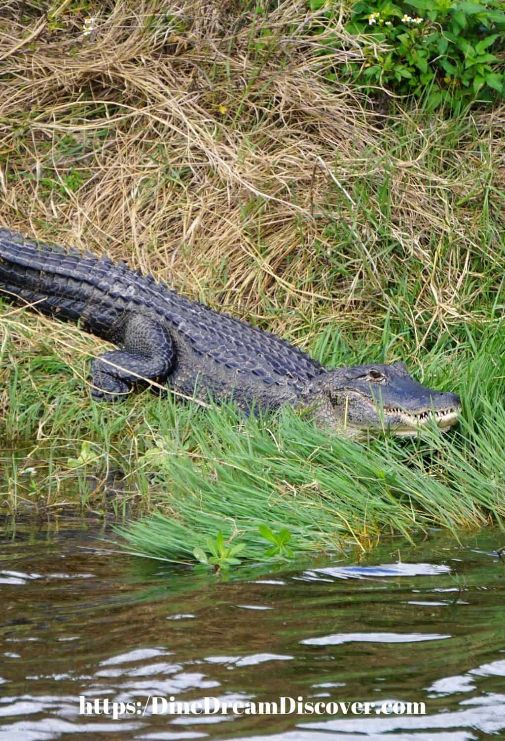 Lake Apopka Wildlife Drive