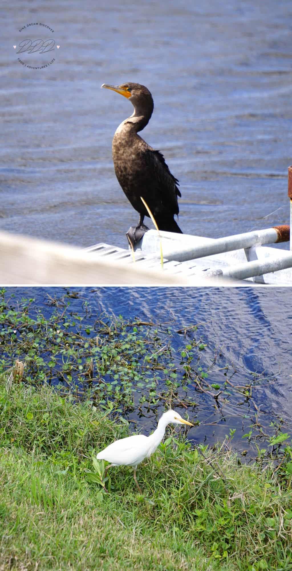 egret and osprey