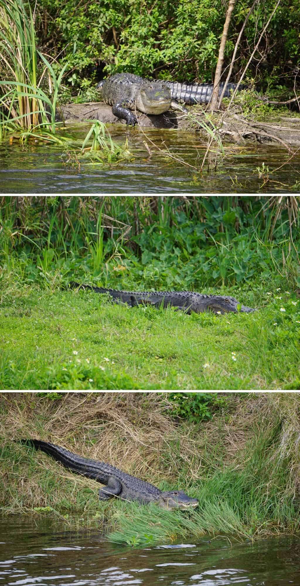 alligators