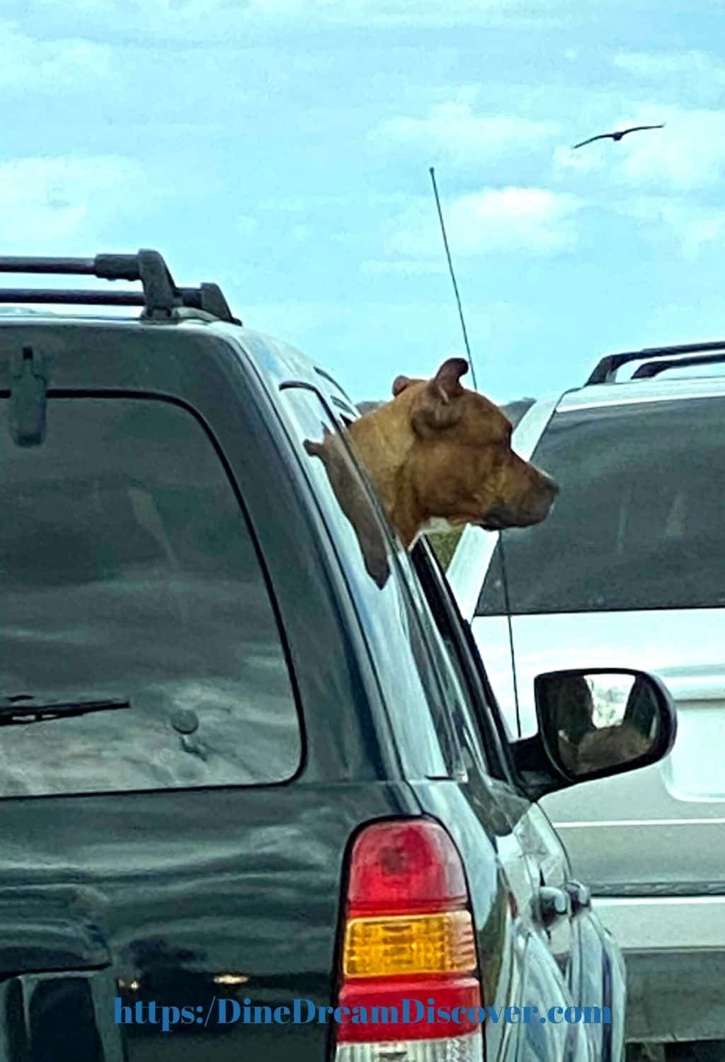 dog hanging his head out car window