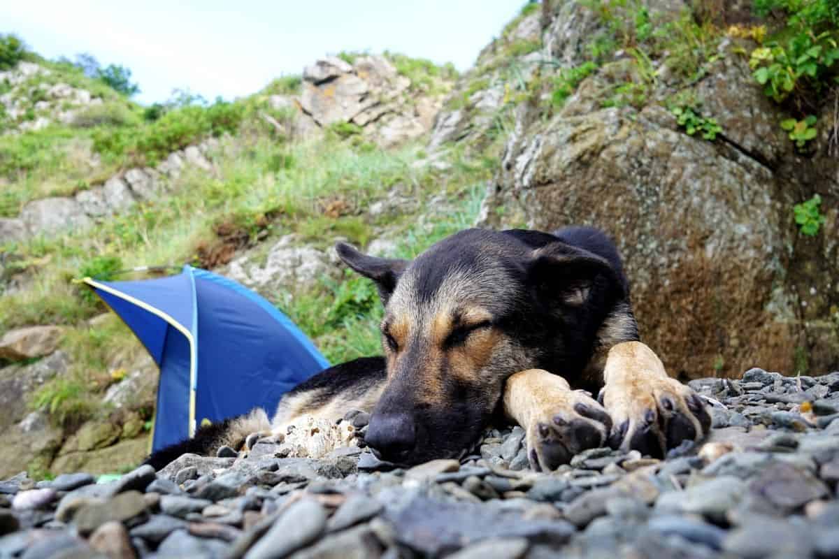 camping with dog