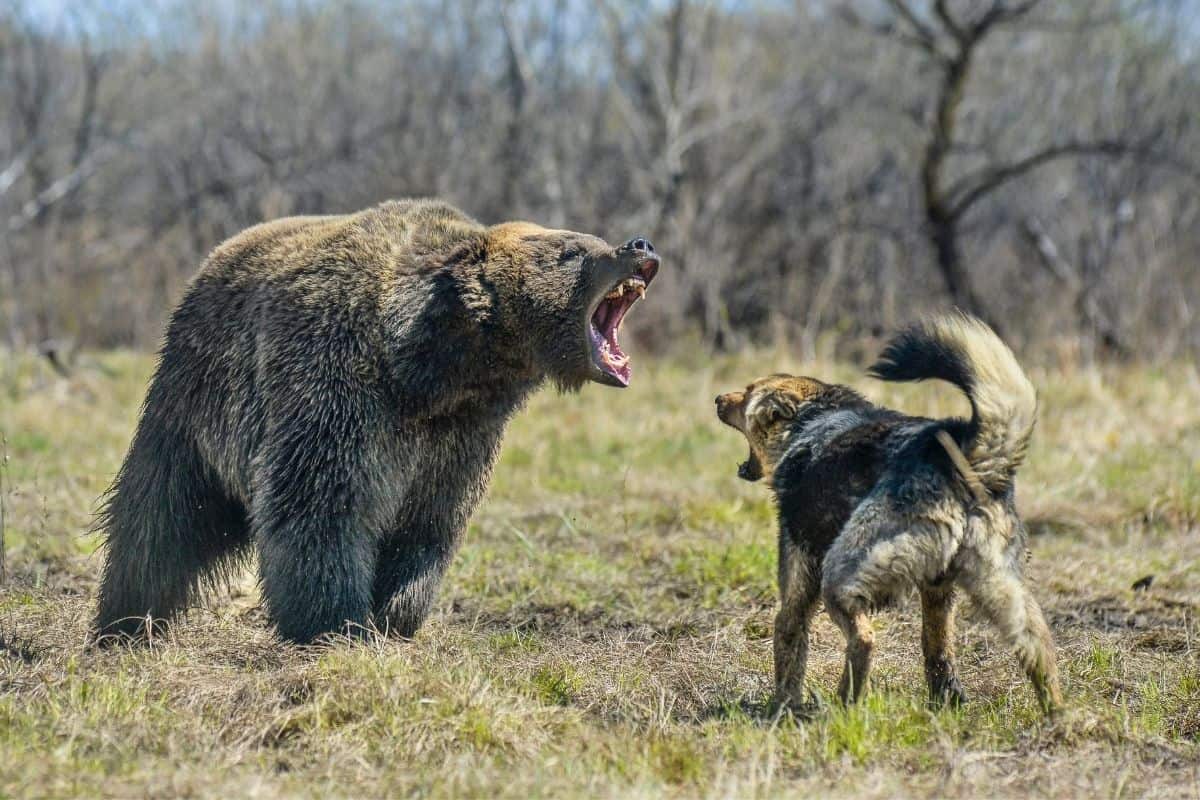 dog with bear