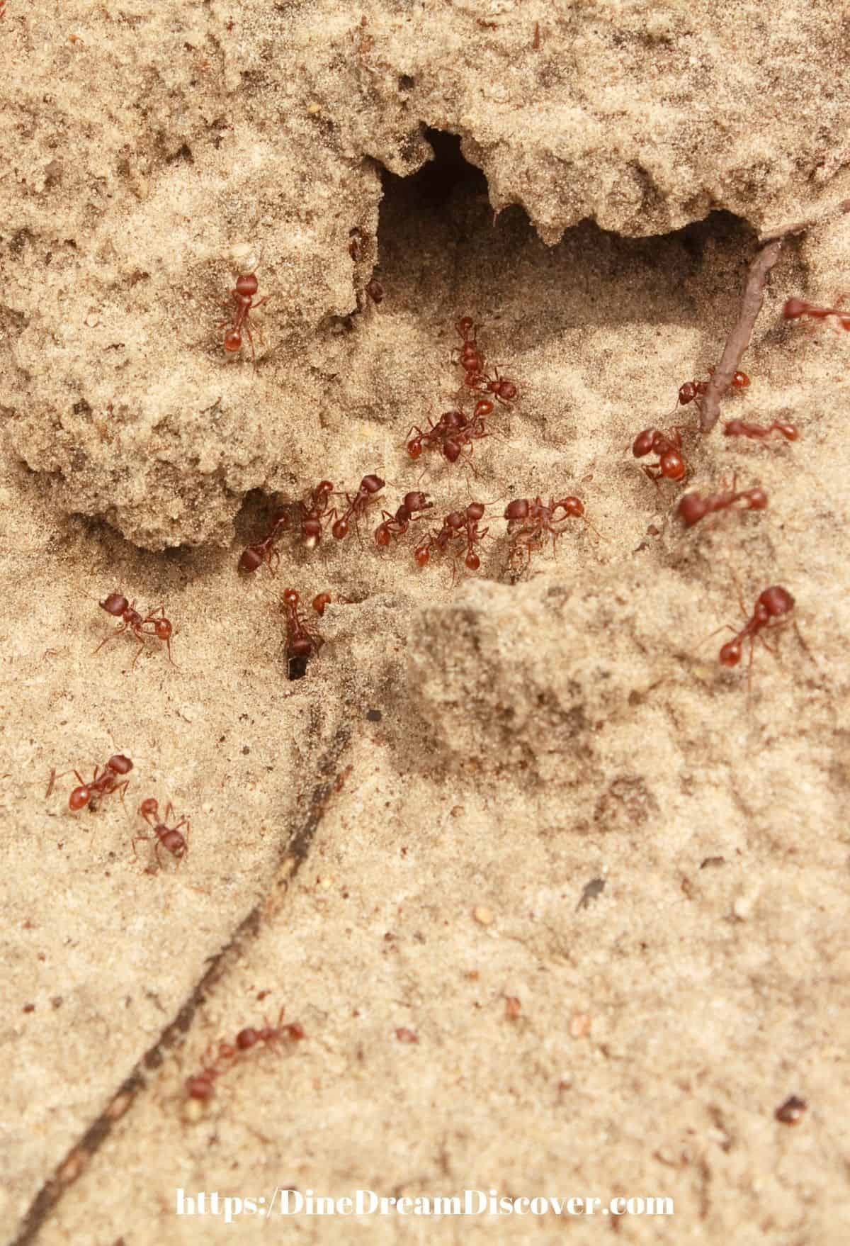 fire ants