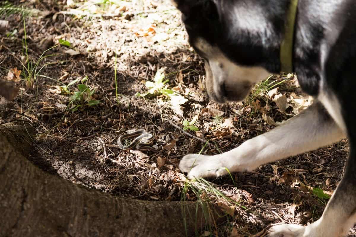 dog with snake