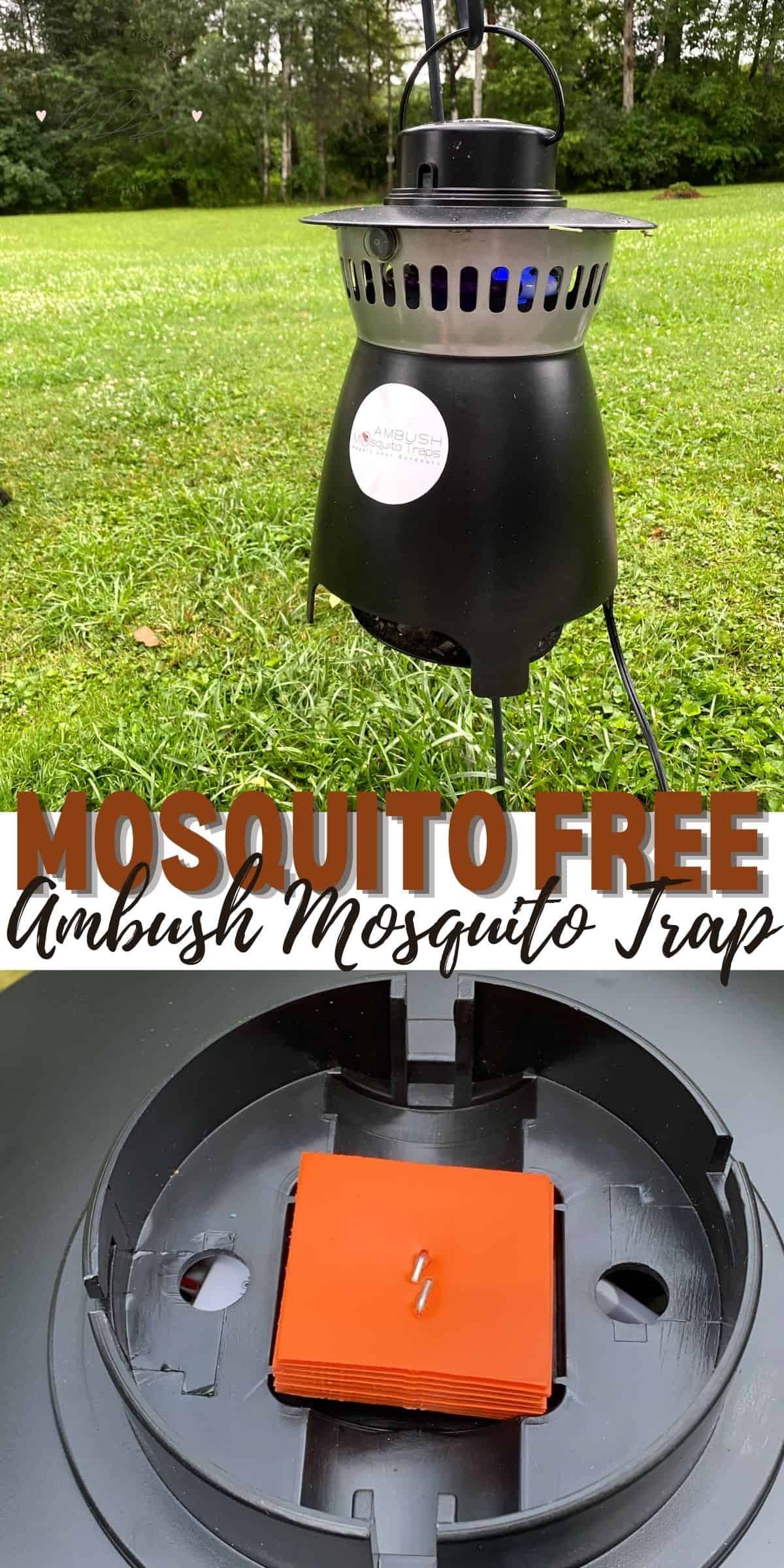 mosquito free backyard