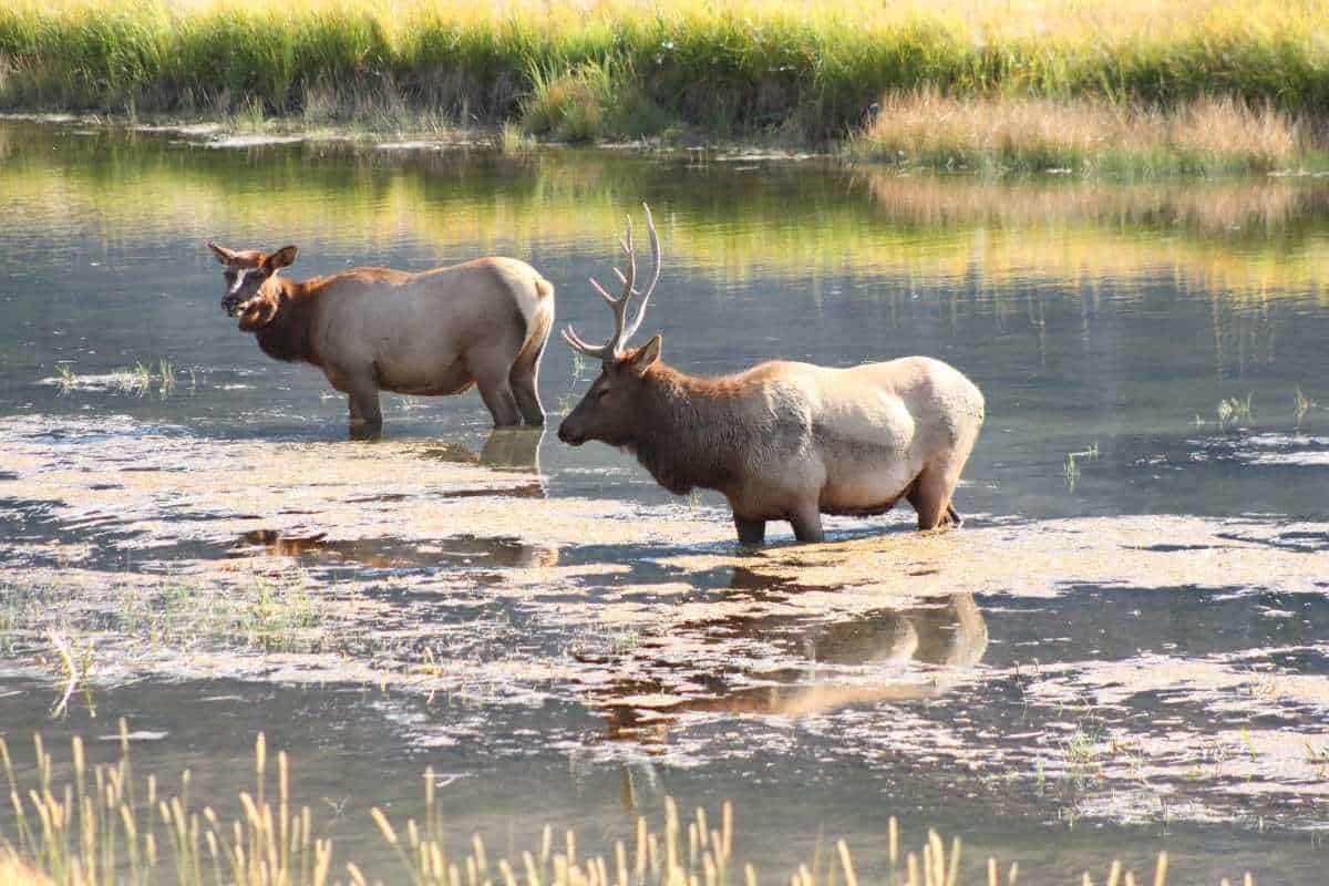 ELK AT YELLOWSTONE NP