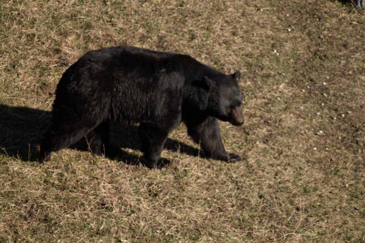 BEAR AT YELLOWSTONE NP