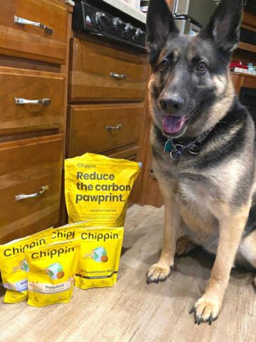 Chippin Dog Food and Cricket Treats Every Dog Will Love