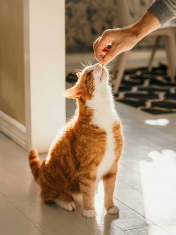 DIY Cat Treat Recipes
