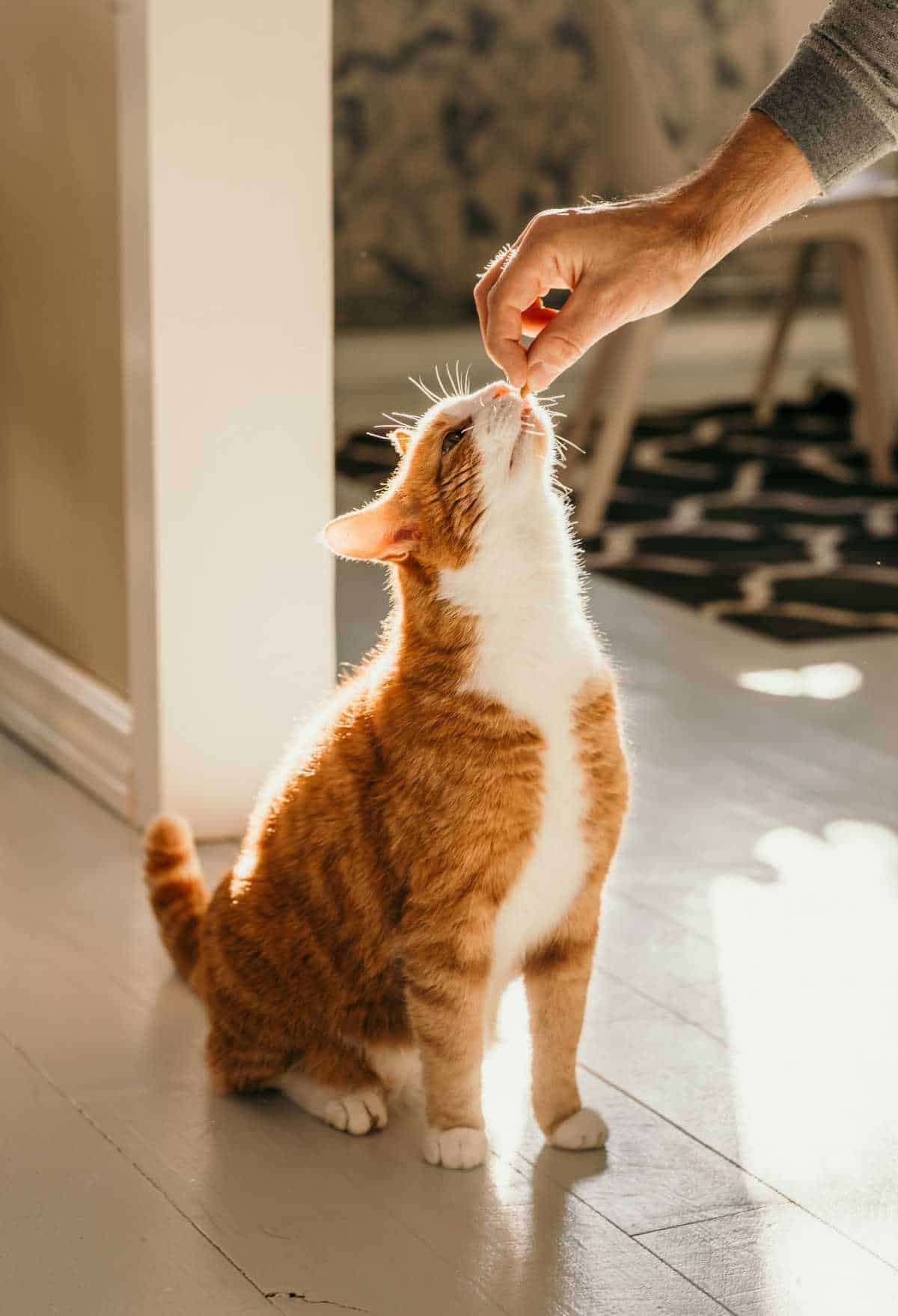DIY Cat Treat Recipes