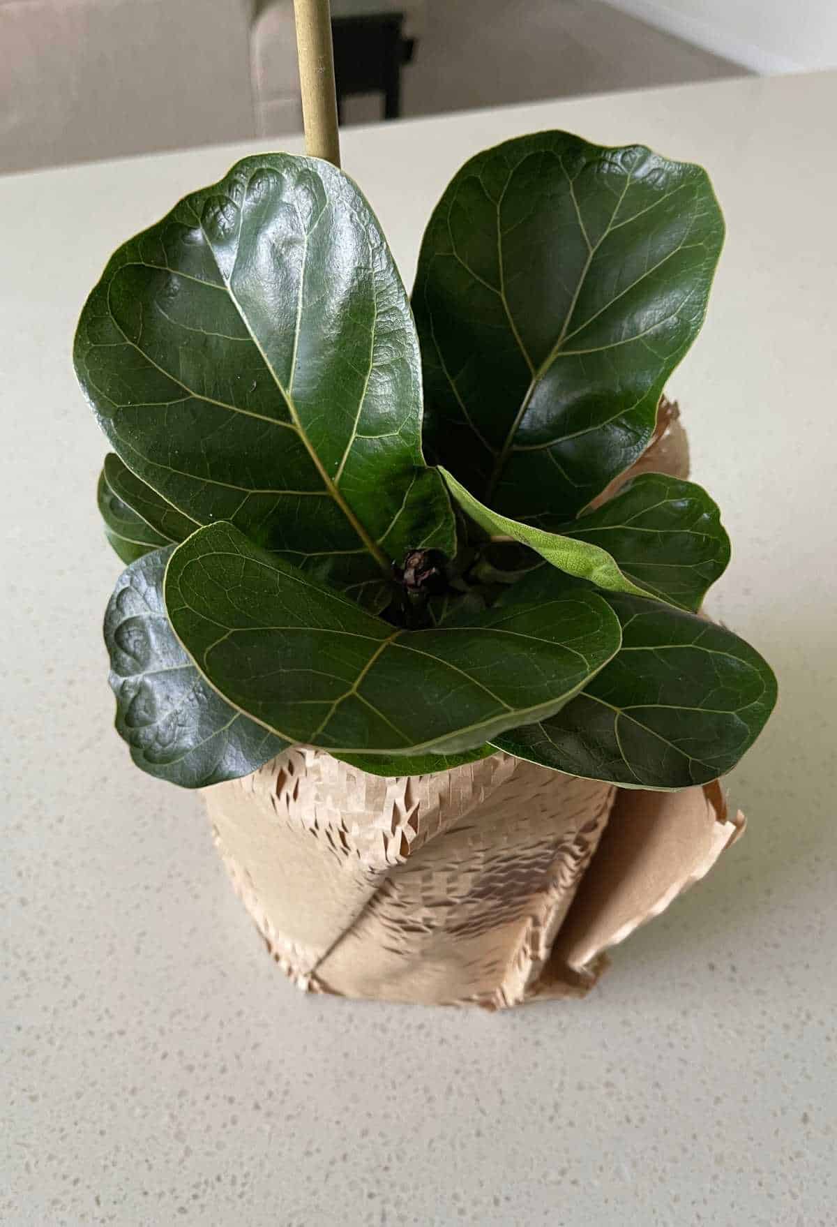 FIDDLE LEAF FIG PLANT