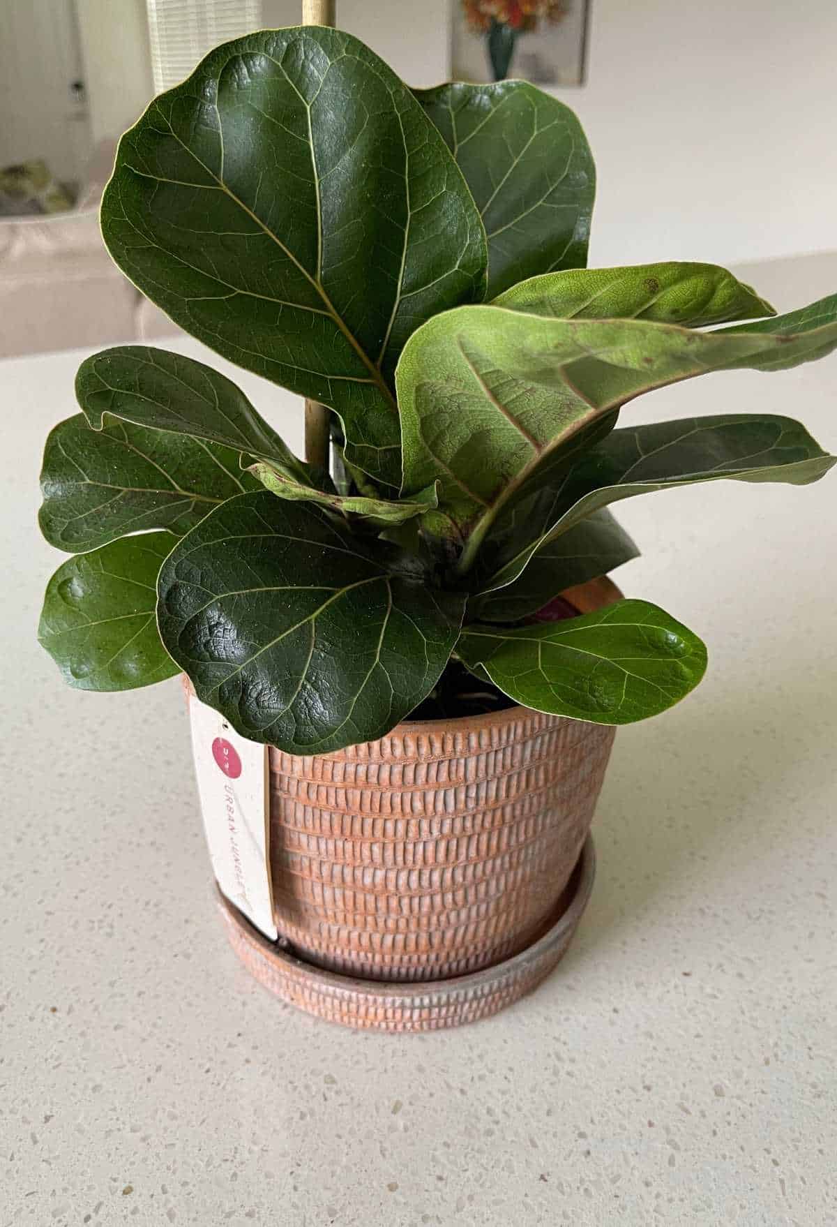 Best Indoor Plants Online - Plant Delivery