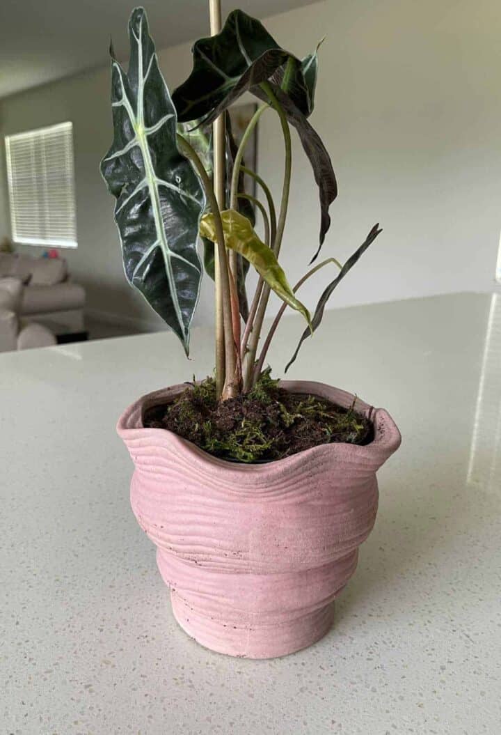 Best Indoor Plants Online Plant Delivery Dine Dream Discover