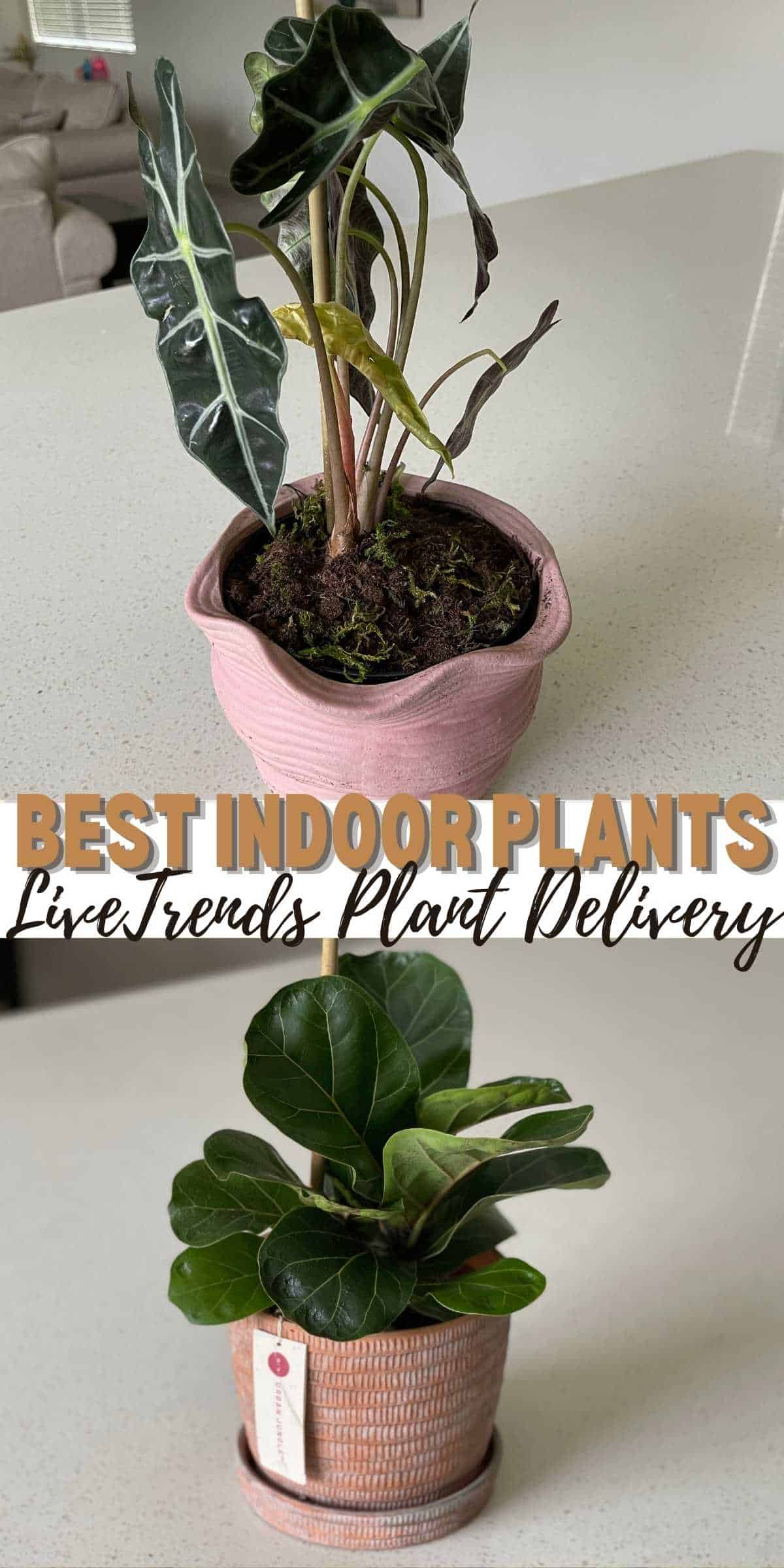 Best Indoor Plants Online - Plant Delivery