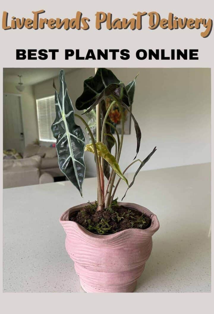 Best Indoor Plants Online Plant Delivery Dine Dream Discover
