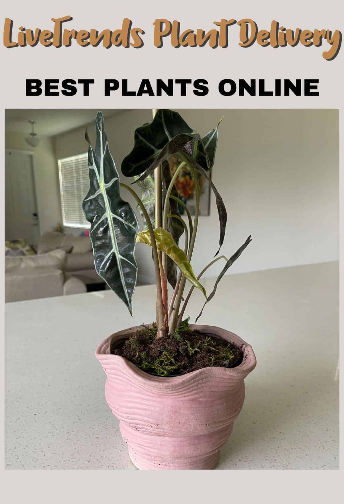 Best Indoor Plants Online - Plant Delivery 