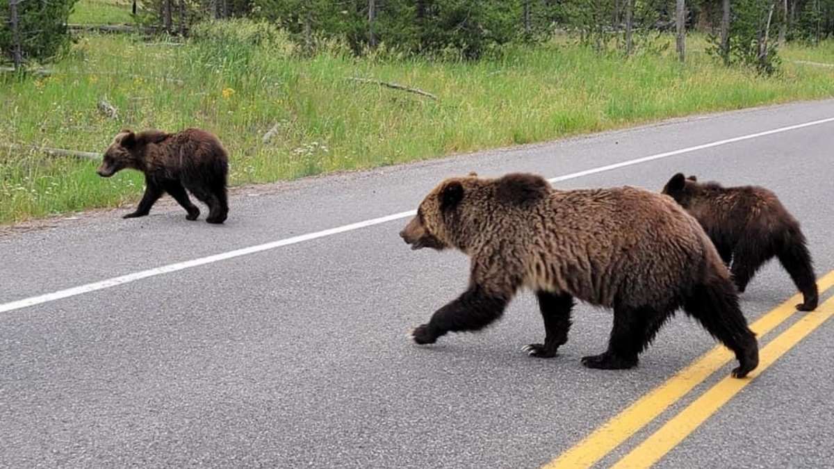 Bear Safety Measures Include Bear Spray