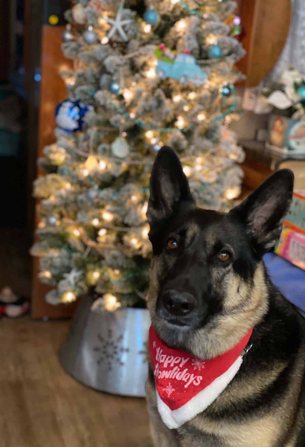 Awesome RV Christmas Decorations 