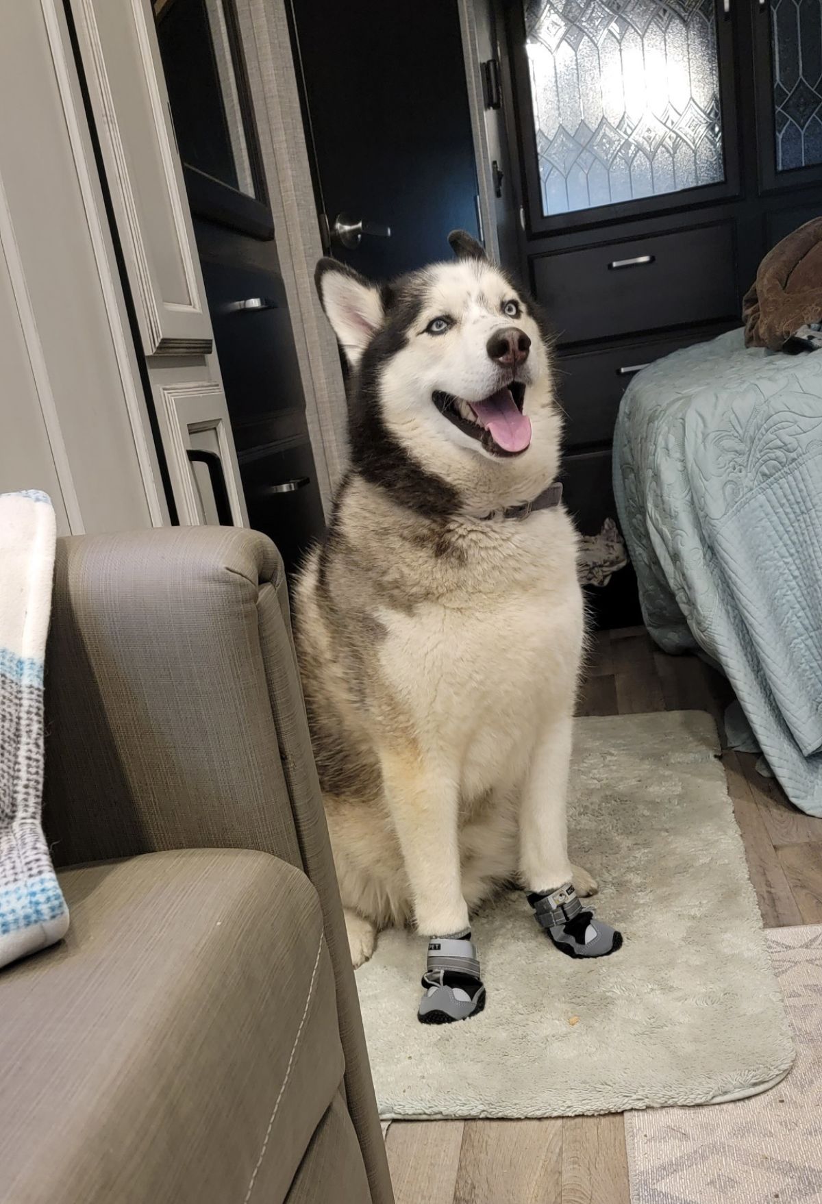 husky with boots on