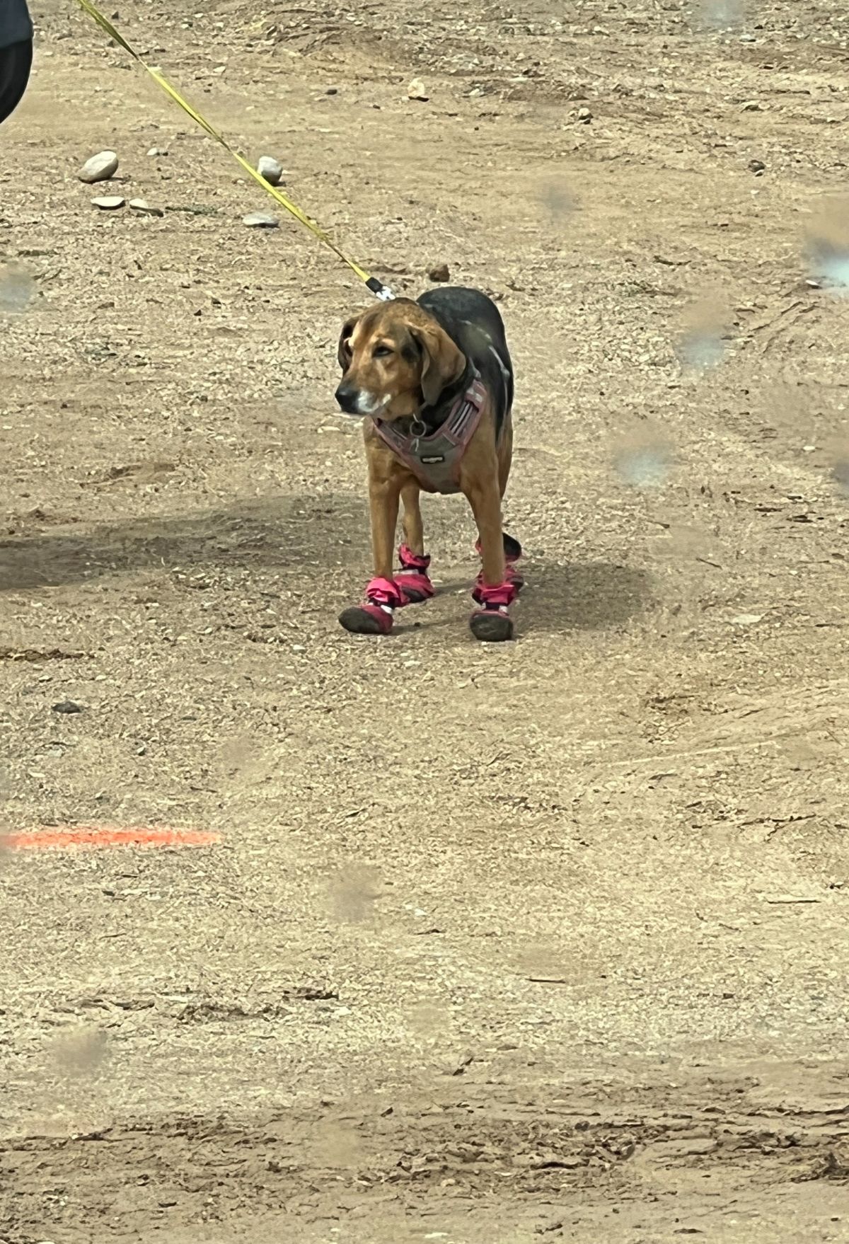 dog with boots at the Albuquerque Balloon Fiesta 